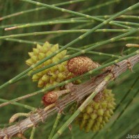 Casuarina equisetifolia L.